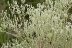 Roundleaf thoroughwort